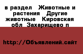  в раздел : Животные и растения » Другие животные . Кировская обл.,Захарищево п.